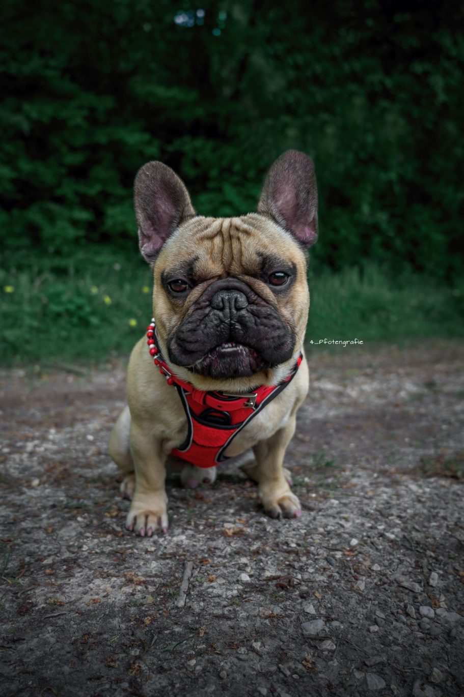 Französische Bulldogge